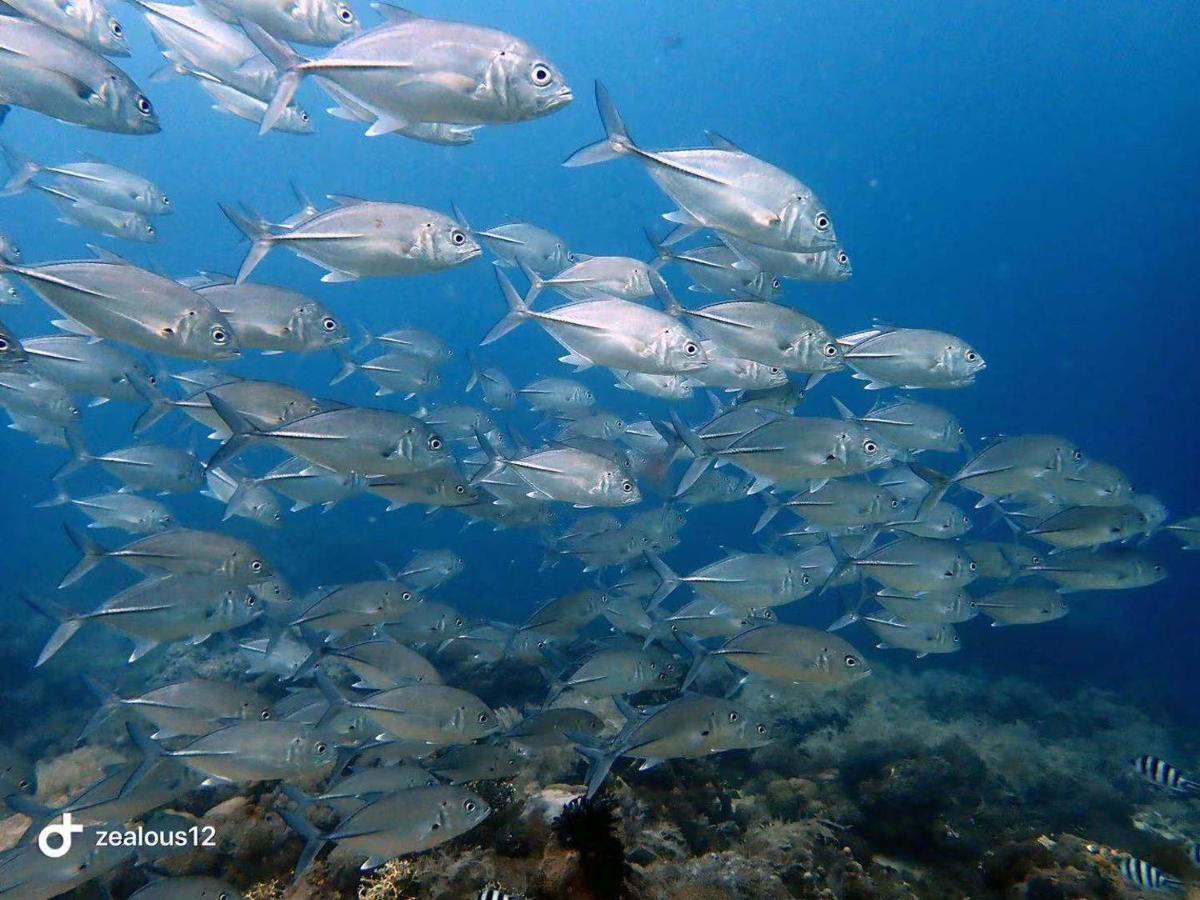 Sugarsea Inn & Dive Shop Lapu-Lapu City Dış mekan fotoğraf