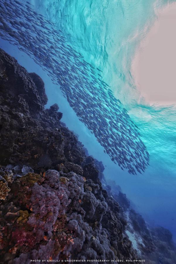 Sugarsea Inn & Dive Shop Lapu-Lapu City Dış mekan fotoğraf