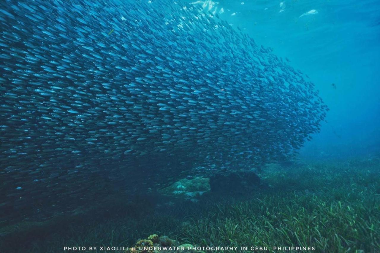 Sugarsea Inn & Dive Shop Lapu-Lapu City Dış mekan fotoğraf